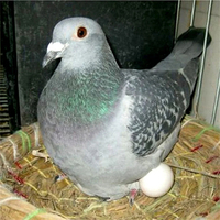 Œufs de pigeon en plastique solide, outils d'aviculture, œufs à couver, décoration DIY pour la maison, fournitures pour oiseaux, œufs de Pâques artificiels