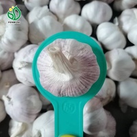 Fournisseur chinois de nouvelle récolte d'ail frais à bas prix pour la vente sur le marché colombien/chilien