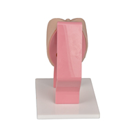 Simulador de Examen Ginecológico/Kit Educativo de Salud Pélvica Modelo CP.KC.0277 (Marca OEM) para Demostración en Clases
