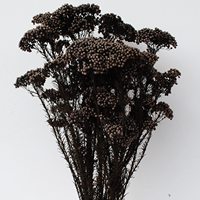 HFlora 100g/bundel Natuurlijke Echte Decoratieve Ge conserveerde Rijstbloem Gedroogd Bloemboeket Huis Bruiloft Feest Moederdag Langdurig 3-5 dagen