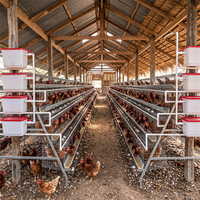 Cage à poules pondeuses de type A pour 128 poules pondeuses, 3000 oiseaux, ferme avicole en batterie, galvanisée à chaud, sans alimentation électrique, Lagos, disposition libre