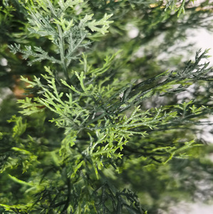 Cyprès simulé personnalisé plante verte artificielle maison hôtel décoration bonsaï arbre en pot tour de pin - Product Image 5