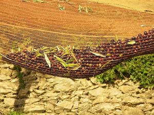 100% Virgin HDPE Rơi Trái Cây <span class=keywords><strong>Harvest</strong></span> <span class=keywords><strong>Net</strong></span>/Breaking Resistance <span class=keywords><strong>Olive</strong></span> Rơi Bộ Sưu Tập <span class=keywords><strong>Net</strong></span>/Hạt Dẻ Chọn - Product Image 6