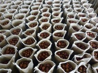 2024 Beste Chinese Nieuwe Oogst Verse Kastanjes Groothandel Verse Kastanjes in de Schaal Rechtstreeks uit de Fabriek