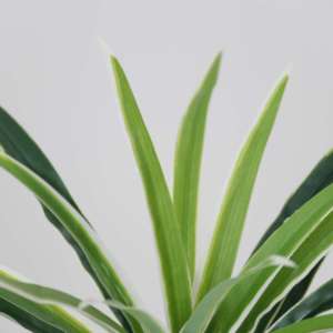 Plante artificielle en plastique Dracaena Reflexa pour aménagement paysager, plante en pot artificielle, ornement de jardin, décoration de bureau, décoration de la maison, plantes artificielles - Product Image 2