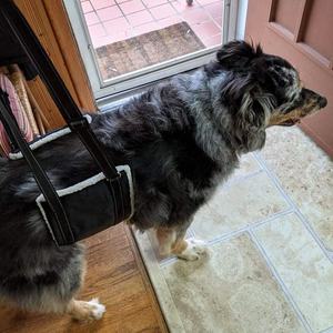 Yaralanma destek demeti yukarı kaldırın köpekler için Pet vücut merdiven köpek kaldırma demeti geri bacaklar - Product Image 6