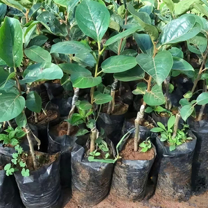 Bolsas <span class=keywords><strong>de</strong></span> Cultivo Jijid Anti-UV, Bolsas <span class=keywords><strong>de</strong></span> Plástico Resistente para Plantas, Soporte <span class=keywords><strong>de</strong></span> Plástico Personalizado para <span class=keywords><strong>Macetas</strong></span>, Blanco y Negro - Product Image 6