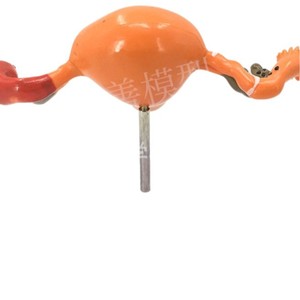 Modèle d'utérus humain, aide pédagogique, moule de simulation vaginale et ovarienne, anatomie, pathologie, simulation médicale féminine, modèle de reproduction féminine - Product Image 2