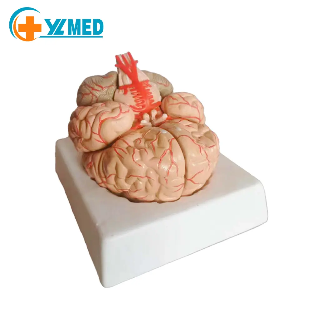 showing model of brain ,cerebral arteries and function position Brain Anatomy Model