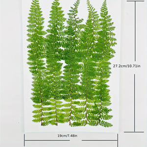 Felci pressate essiccate verdi per timbri di sigillo di cera fai da te colla goccioline per decorazioni segnalibri biglietti d'auguri dipinti di fiori secchi - Product Image 6
