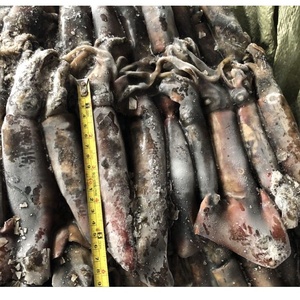 Đông Lạnh Mực Cá Đen Loligo opalescens Mực (Mực) Toàn Bộ Khổng Lồ Mực Giá Cho Philippines Thị Trường - Product Image 3