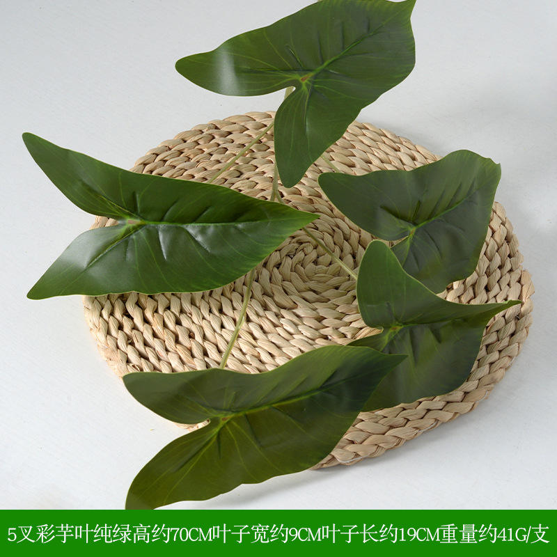 Feuilles de taro colorées vert pur