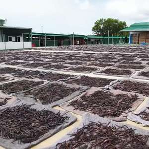 Madagascar Caramelo Vainilla Absolute Oil Bulk Proveedor, 1KG Pure Nautral <span class=keywords><strong>Vanilla</strong></span> <span class=keywords><strong>Oleoresin</strong></span> Aceite Esencial Fragancia para Difusor - Product Image 4