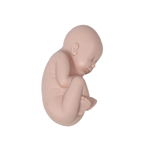 Model Rotasi Mesin Pemeriksaan Abdomen dan Persalinan Komprehensif Canggih DARHMMY untuk Ilmu Kedokteran - Product Image 6