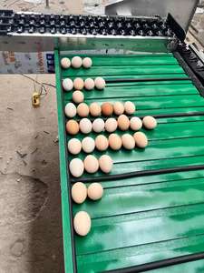Timbangan elektronik otomatis inspeksi telur & mengelompokkan ukuran penyortir mesin kelas telur/klasifikasi berbasis berat telur - Product Image 3