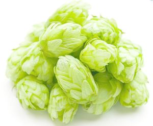 ホップ花エキスヨーロッパホップ花パウダーホップ - Product Image 4