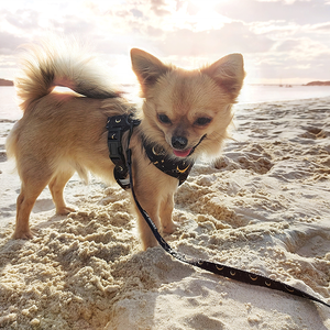 Arnés y Correa para Mascotas Reversibles con Logotipo Personalizado, Sin Tirones, Impresión OEM, Ajustable, Ligero, Juego de Arnés para Perro Celestial - Product Image 3