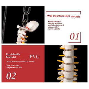 Modelo de Espina Dorsal Humana de 45 cm para Práctica y Enseñanza Ortopédica - Product Image 3
