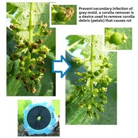 Outil de taille pour cactus Saboten et fleurs de vigne, importé du Japon, pour arbres fruitiers, jardins, agriculture et foresterie