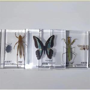 El fabricante produce especímenes de insectos pequeños, realistas, transparentes y creativos para la enseñanza y observación en jardines de infancia. - Product Image 2