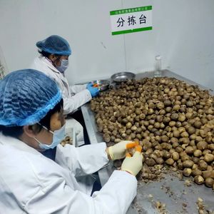 Meilleur prix de 90 jours d'<span class=keywords><strong>ail</strong></span> <span class=keywords><strong>vieilli</strong></span> simple <span class=keywords><strong>ail</strong></span> <span class=keywords><strong>noir</strong></span> à vendre en Indonésie - Product Image 6