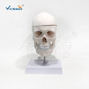 Modelo de Esqueleto de Cabeza Anatómico, Ciencia Médica, Tamaño Real, Cráneo de Plástico Blanco Puro con Columna Cervical y Modelo de Cerebro - Product Image 6