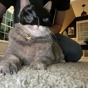 Yarasa kedi Avenger maske <span class=keywords><strong>Pet</strong></span> kostüm aksesuarları Cosplay giyim Fit çoğu kediler dekorasyon cadılar bayramı yarasa kedi maskesi şapka - Product Image 3