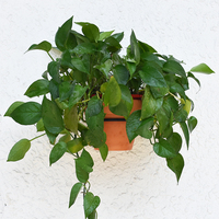 Support mural en métal pour pot de fleurs sur mesure de 4, 6 ou 8 pouces, avec anneau