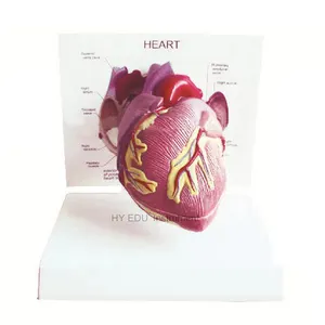 Pour l'école de médecine, enseignement du cœur élargi, modèle d'anatomie, fournisseurs d'hôpital