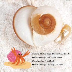 2 PCS Cangkang Kepiting Kandang Besar Bentuk Siput Muffin 2.7~3.5 Inci Cangkang Laut Alami Ukuran Bukaan 1~1.5 Inci Perlengkapan Kepiting Kandang - Product Image 4
