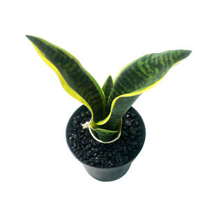 Plantas Artificiales <span class=keywords><strong>Sansevieria</strong></span> (Planta Serpiente) 4 Piezas con Maceta de Plástico Negra, Planta Artificial Pequeña para Decoración de Interiores, Sala de Estar y Hogar - Product Image 4