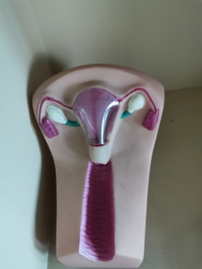 Model pelatihan kontrasepsi dalam rahim wanita untuk sains medis - Product Image 4