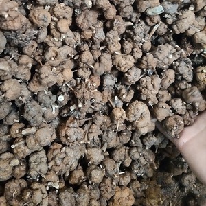Xiaoliu ต้นผลไม้สดแห้งสดใหม่มีดอกไม้สีเหลืองและมีกลิ่นหอมเถาผลไม้ปรสิต passerelle สินค้าใหม่ - Product Image 5