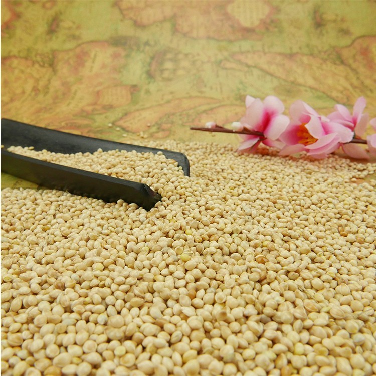 Chinese Well Selected Millet Grain Wholesale