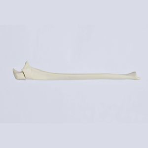 Kyrenmed Massief Schuim Ellepijp Met Olecranon Fractuur Proximaal Links En Rechts Voor Werkplaats Oefenen Boren - Product Image 2