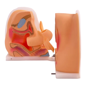 Weibliches Verhütung strain ings modell für die medizinische Ausbildung Familien planung Bildungs ausrüstung für die zukünftige Gesundheits versorgung - Product Image 2