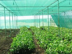 40% - 80% 阴影黑色/深绿色农业阴影网温室网 - Product Image 3