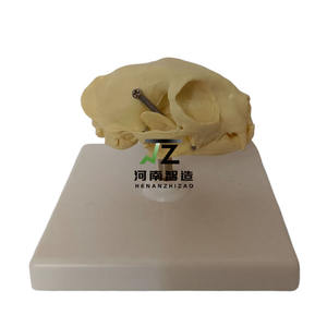 Fournitures éducatives, modèle d'enseignement de crâne de chat en plastique anatomique médical, peint à la main, sculpté avec soin - Product Image 5