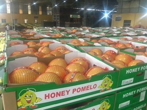 Nouvelle récolte de pomelo <span class=keywords><strong>chinois</strong></span> frais, pomelo à cœur rouge, pomelo à cœur blanc, sucré, juteux, croustillant, vente en gros, exportation - Product Image 3