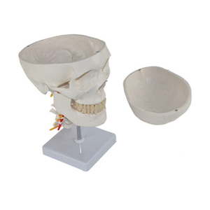 Modelo de cráneo humano, <span class=keywords><strong>esqueleto</strong></span> de PVC blanco con <span class=keywords><strong>columna</strong></span> cervical, barato - Product Image 2