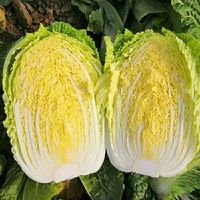 Graines de chou de la reine des saisons, à croissance rapide et à haut rendement, origine Hunan, pour semis