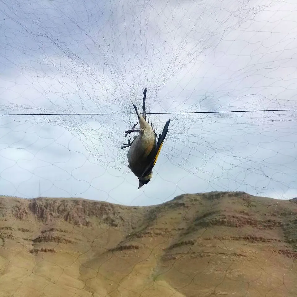 Săn Bắn Chim Net/Nylon Bird Mist Net/Chim Dream Catcher Bat Lưới