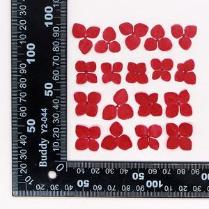 Vente en gros de matériel d'art d'ongle fait main, fleurs séchées, <span class=keywords><strong>fleur</strong></span> d'hortensia Anna pressée pour marque-page et étui de téléphone - Product Image 4