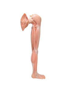 Simulasi Tinggi Silikon Lembut Model Otot Anggota Tubuh Bagian Bawah Manusia dengan Pembuluh Darah dan Pembuluh Darah dan Saraf - Product Image 6
