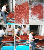 Houtdroogmachine, gemberdroger, fruitdroger, moringa bladdroger, visdroger, dienbladdroger, lage temperatuur droger