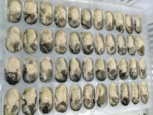 Congelados oyster <span class=keywords><strong>carne</strong></span> de calidad superior vivía oyster - Product Image 2
