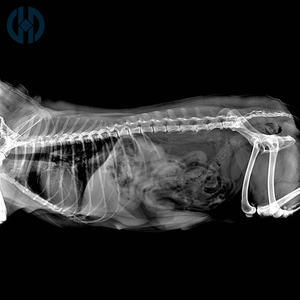 Détecteur numérique filaire à panneau plat pour diagnostic vétérinaire – Machine de radiographie numérique de bureau pour animaux de compagnie - Product Image 5