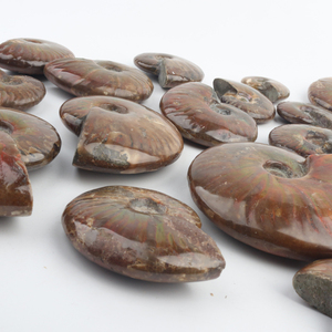 Venta al por mayor de fósiles de caracoles de cristal tallados, especímenes minerales para fines decorativos - Product Image 3