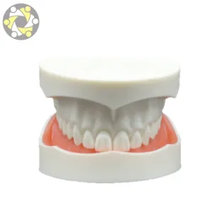 El Departamento de Estomatología de educación médica demostró y explicó el modelo dental, el modelo de práctica de restauración dental