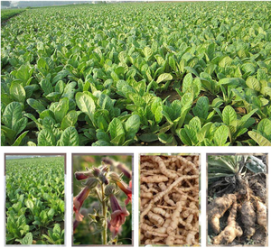 Натуральные ломтики сушеного корня ревеня (Радикс Реманния), необработанный корень ревеня липкого (Шэн Ди Хуан) - Product Image 4